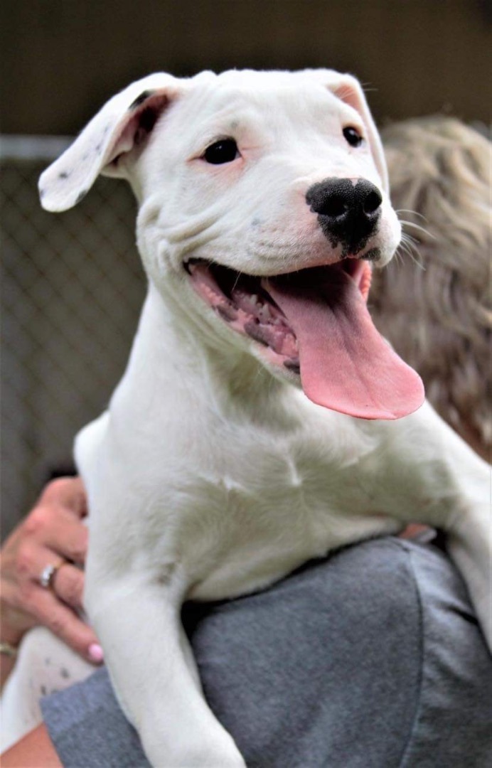 Spencer , an adoptable Pit Bull Terrier & American Staffordshire Terrier Mix in Kentwood, MI_image-3