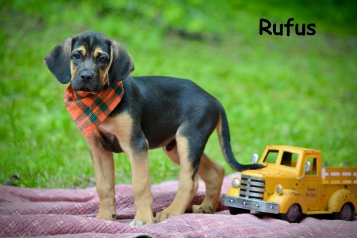 Rufus , an adoptable Bloodhound Mix in Sevierville, TN_image-2