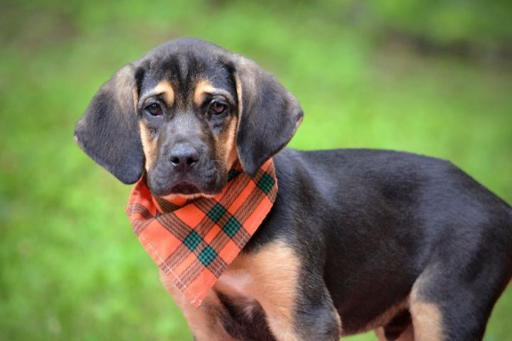 Rufus , an adoptable Bloodhound Mix in Sevierville, TN_image-1