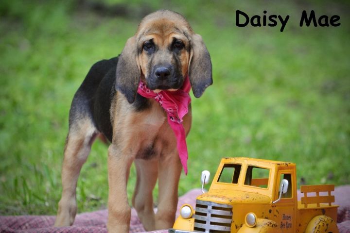 Daisy Mae  1