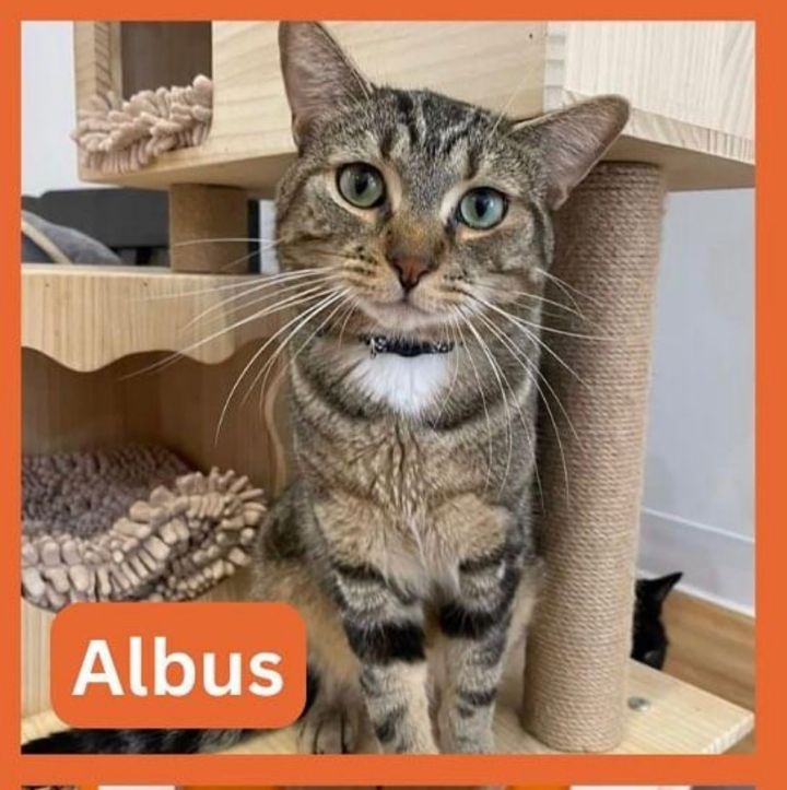 Albus, an adoptable Domestic Short Hair in New Haven, CT_image-1