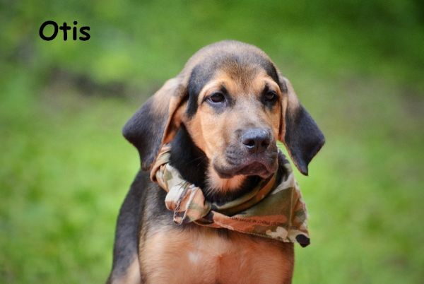Otis 