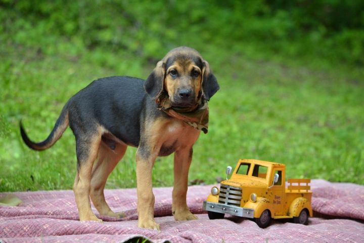 Otis , an adoptable Bloodhound Mix in Sevierville, TN_image-3