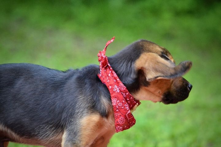 McGruff, an adopted Bloodhound Mix in Sevierville, TN_image-3