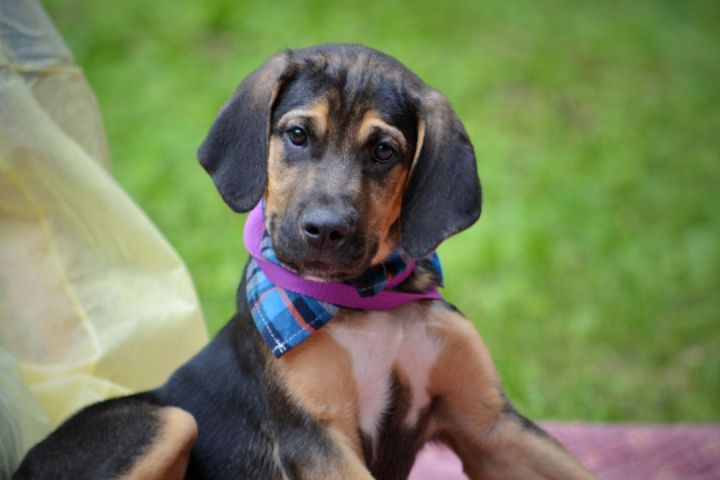 Blu, an adoptable Bloodhound Mix in Sevierville, TN_image-1