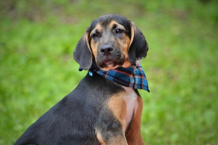 Blu, an adoptable Bloodhound Mix in Sevierville, TN_image-5