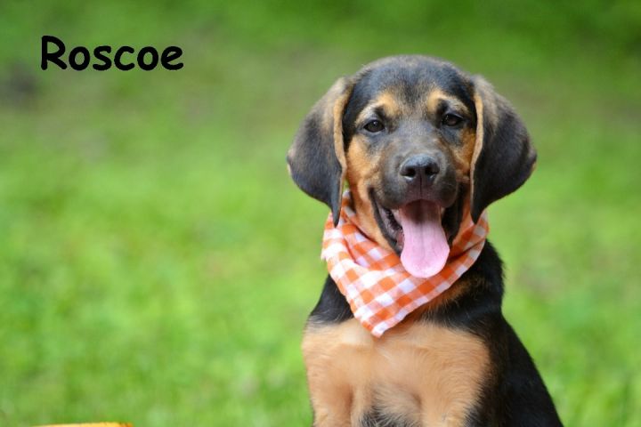 Roscoe 1