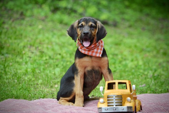 Roscoe 3