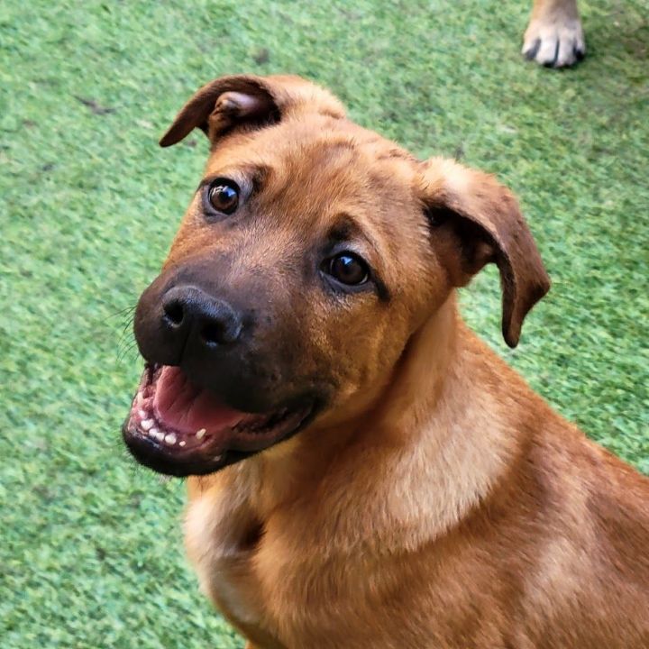 Bert , an adoptable Boxer & Shepherd Mix in Chicago, IL_image-1