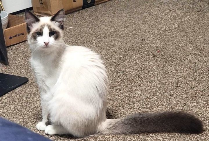 Panda Snowshoe, an adopted Snowshoe & Domestic Medium Hair Mix in Mission Viejo, CA_image-1