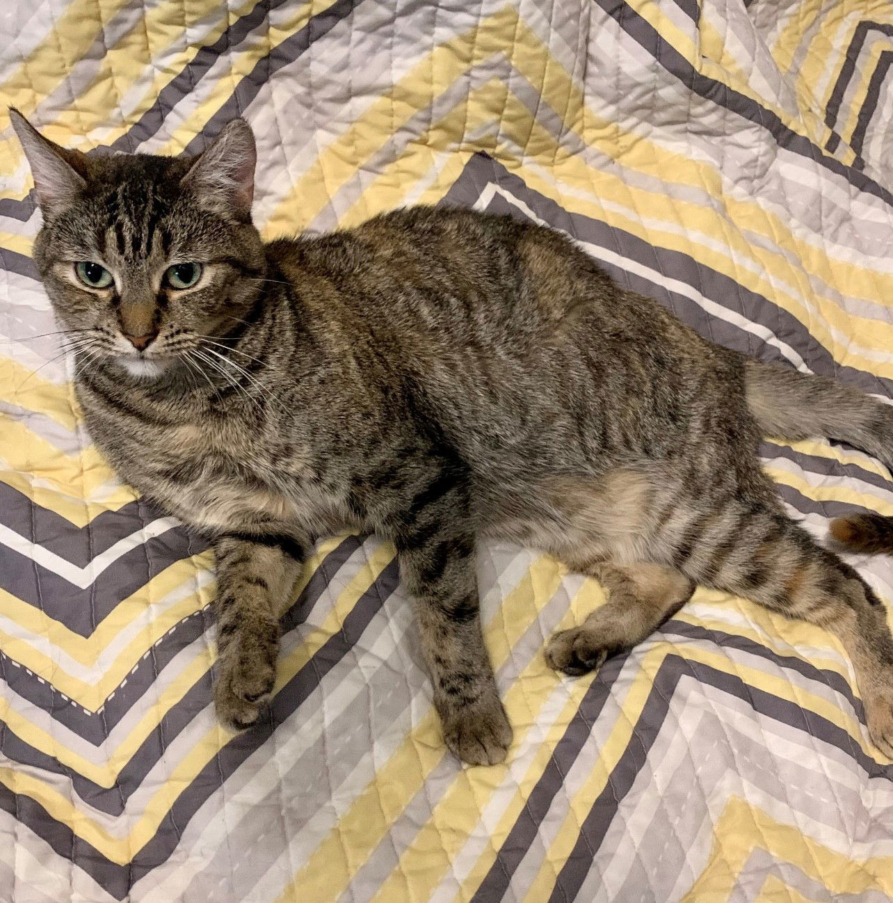 Peacock, an adoptable Tabby in Scottsdale, AZ, 85251 | Photo Image 1