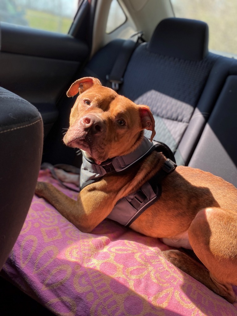 Stylz, an adoptable Pit Bull Terrier in Henderson, KY, 42420 | Photo Image 1