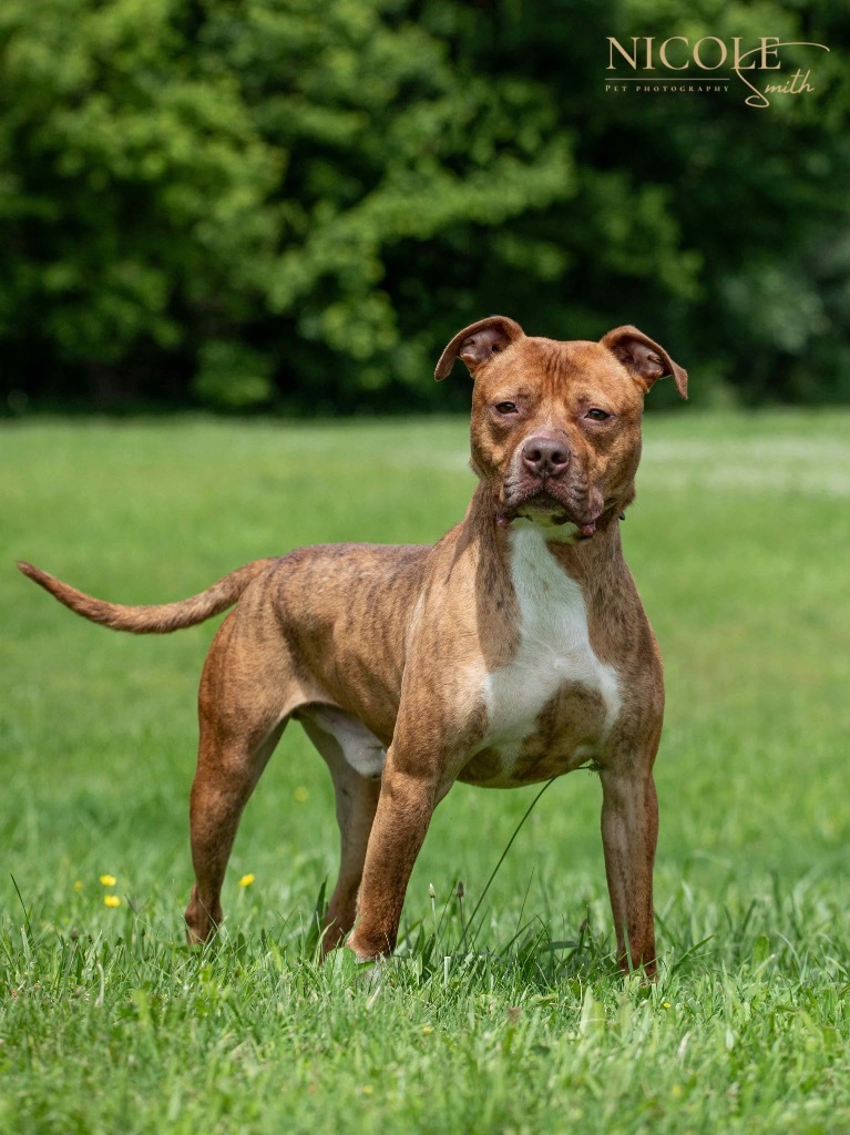 Stylz, an adoptable Pit Bull Terrier in Henderson, KY, 42420 | Photo Image 1