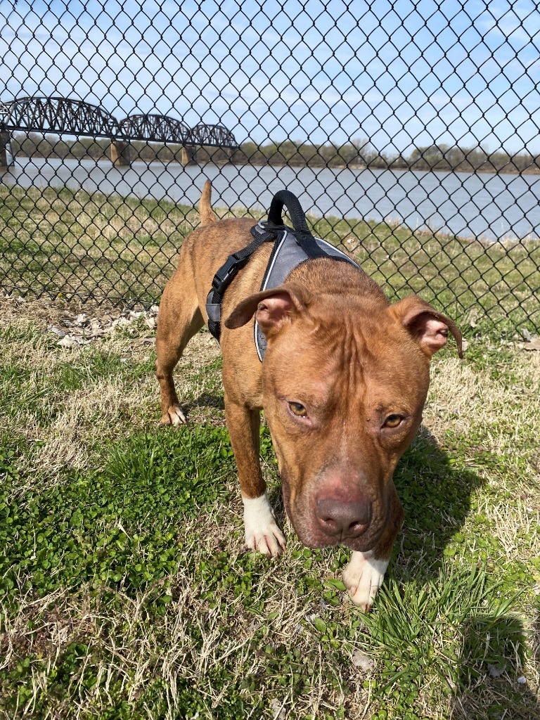 Stylz, an adoptable Pit Bull Terrier in Henderson, KY, 42420 | Photo Image 3