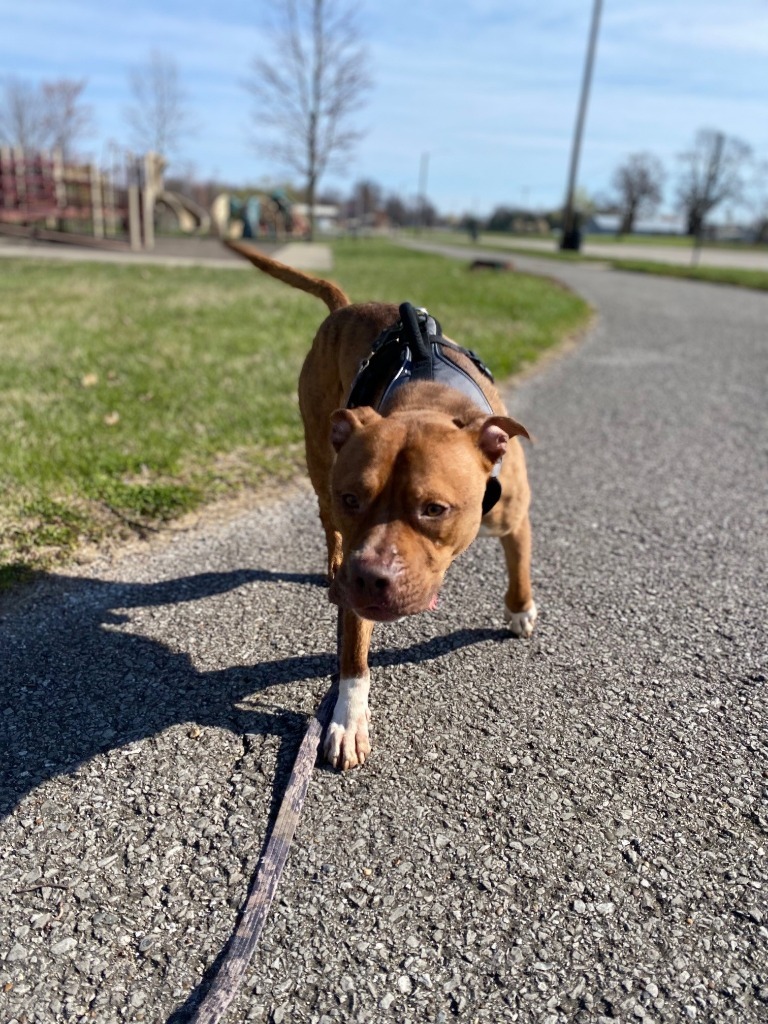 Stylz, an adoptable Pit Bull Terrier in Henderson, KY, 42420 | Photo Image 4