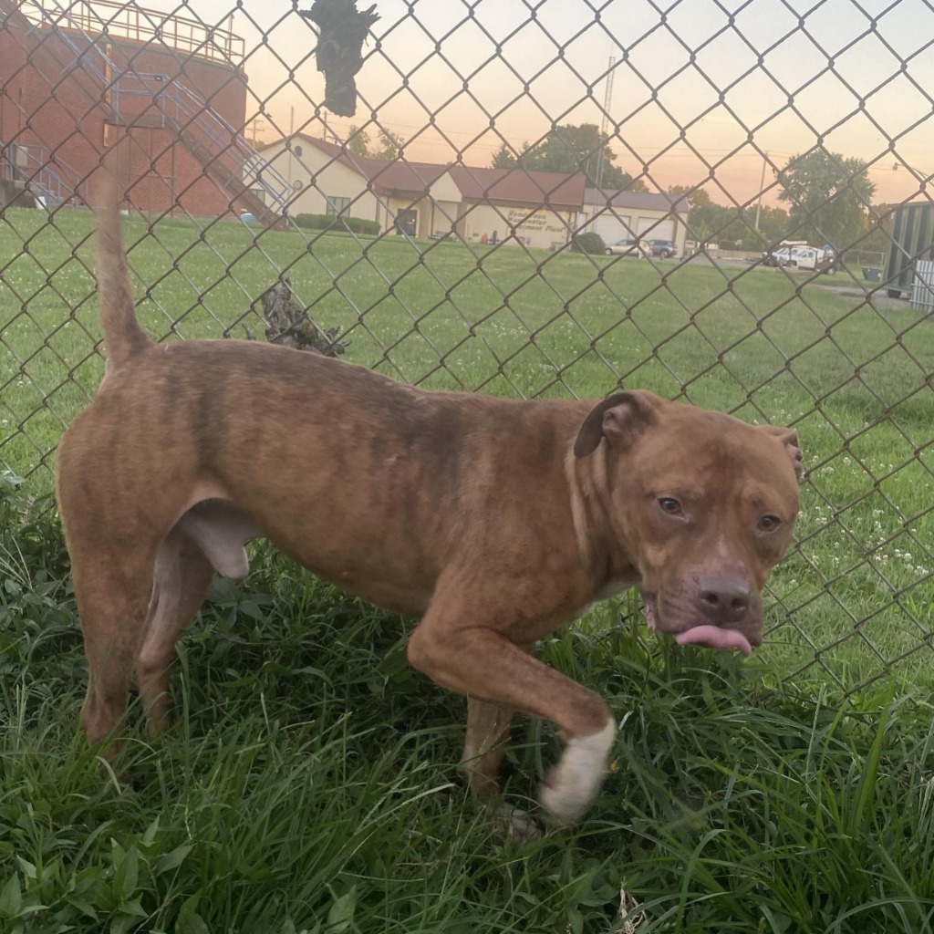 Stylz, an adoptable Pit Bull Terrier in Henderson, KY, 42420 | Photo Image 5