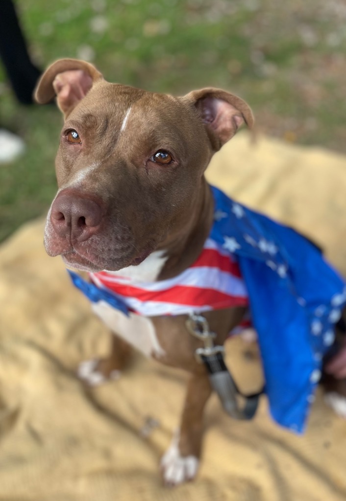 Matilda, an adoptable Pit Bull Terrier in Berlin, MD, 21811 | Photo Image 1