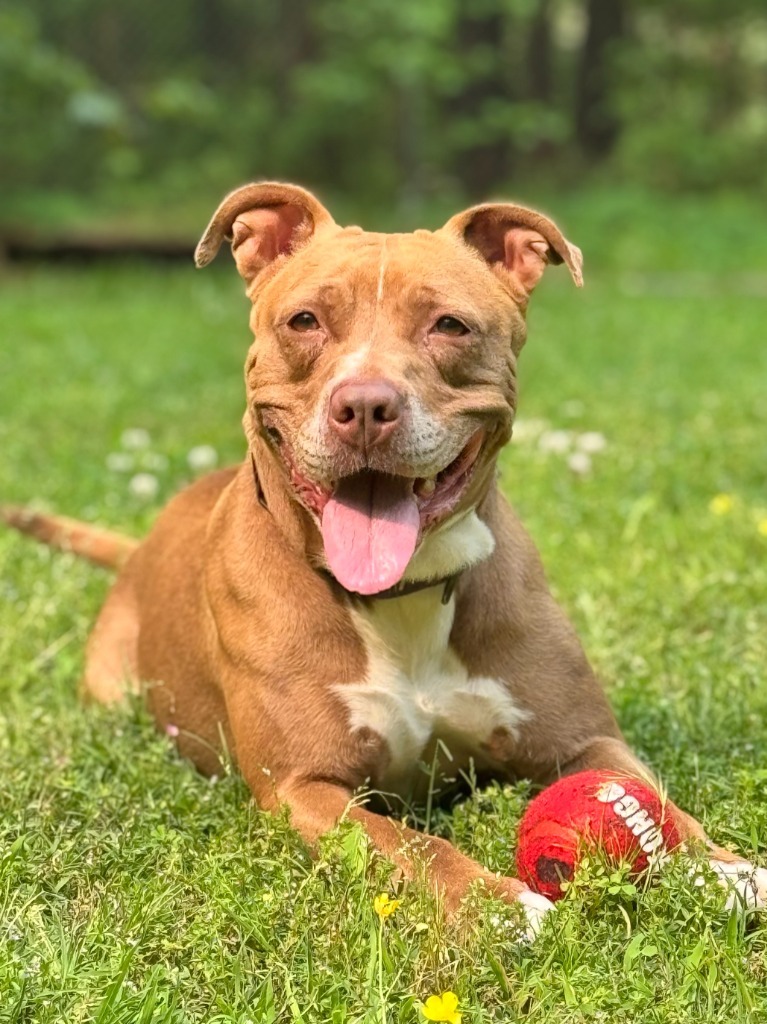 Matilda, an adoptable Pit Bull Terrier in Berlin, MD, 21811 | Photo Image 1