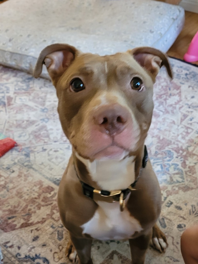 Matilda, an adoptable Pit Bull Terrier in Berlin, MD, 21811 | Photo Image 2