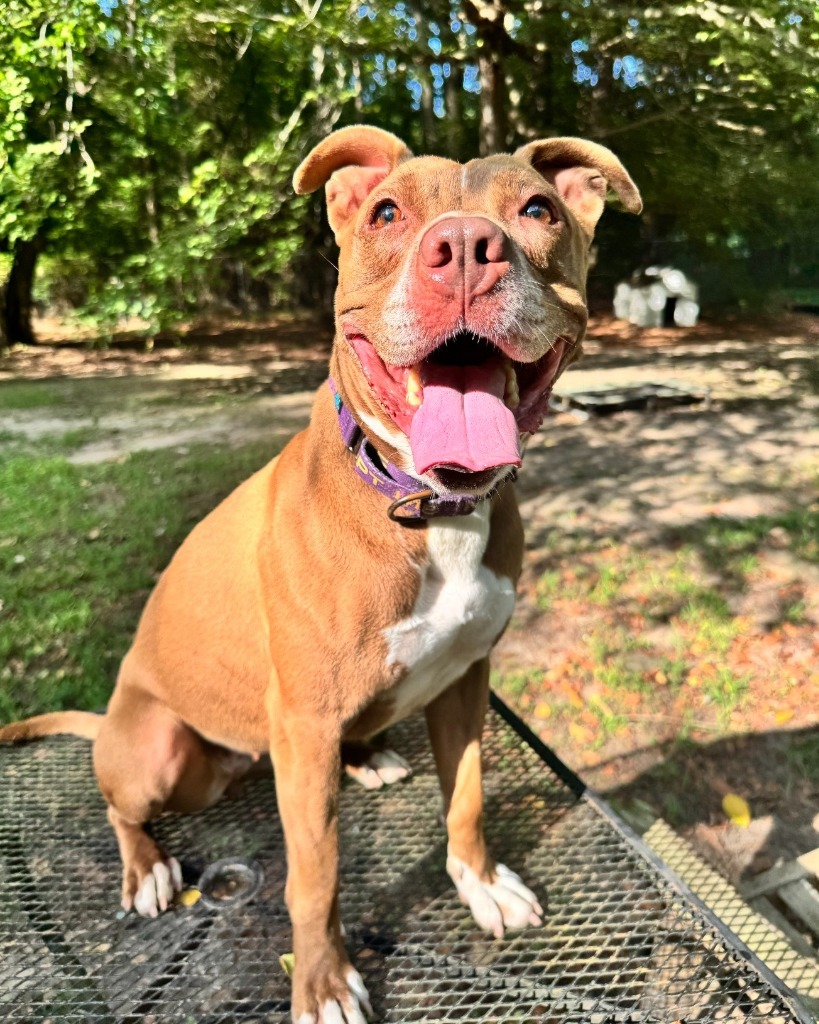 Matilda, an adoptable Pit Bull Terrier in Berlin, MD, 21811 | Photo Image 4