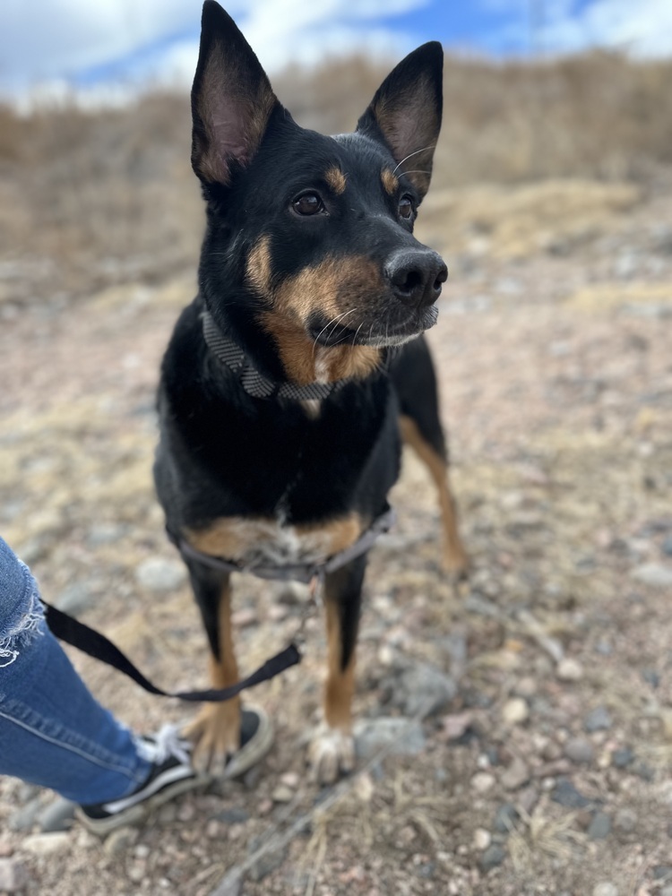 Mama Patty (Spayed), an adoptable Australian Cattle Dog / Blue Heeler, Rottweiler in Lakewood, CO, 80227 | Photo Image 2