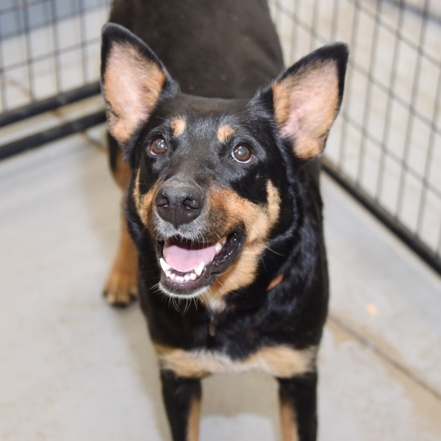 Mama Patty (Spayed), an adoptable Australian Cattle Dog / Blue Heeler, Rottweiler in Lakewood, CO, 80227 | Photo Image 3