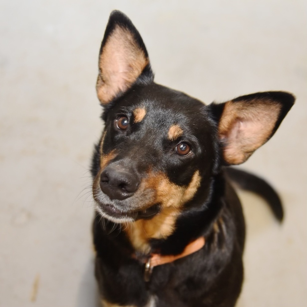 Mama Patty (Spayed), an adoptable Australian Cattle Dog / Blue Heeler, Rottweiler in Lakewood, CO, 80227 | Photo Image 4