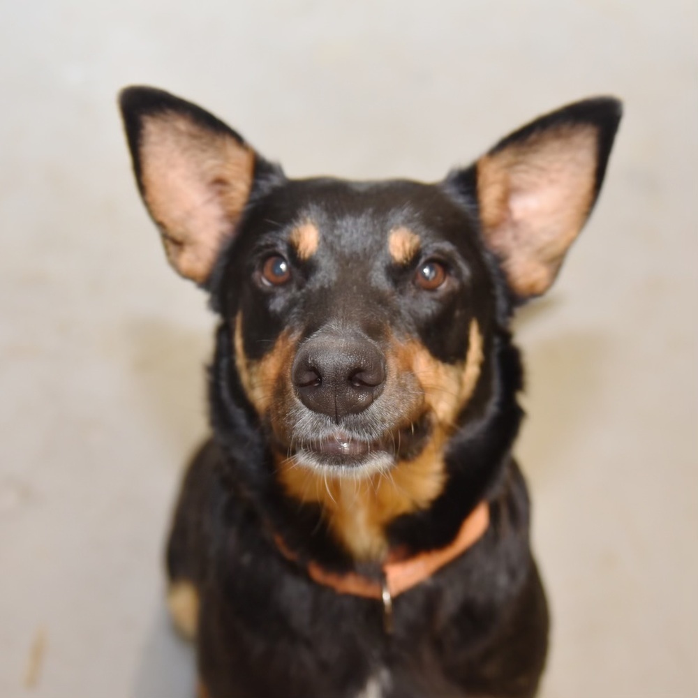 Mama Patty (Spayed), an adoptable Australian Cattle Dog / Blue Heeler, Rottweiler in Lakewood, CO, 80227 | Photo Image 5