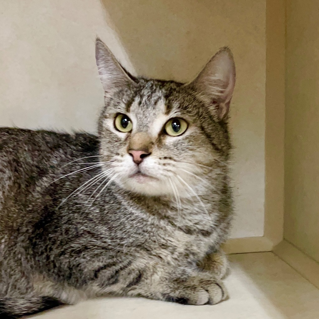 SHADOW, an adoptable Domestic Short Hair in Battle Creek, MI, 49017 | Photo Image 1