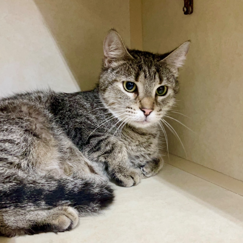 SHADOW, an adoptable Domestic Short Hair in Battle Creek, MI, 49017 | Photo Image 2
