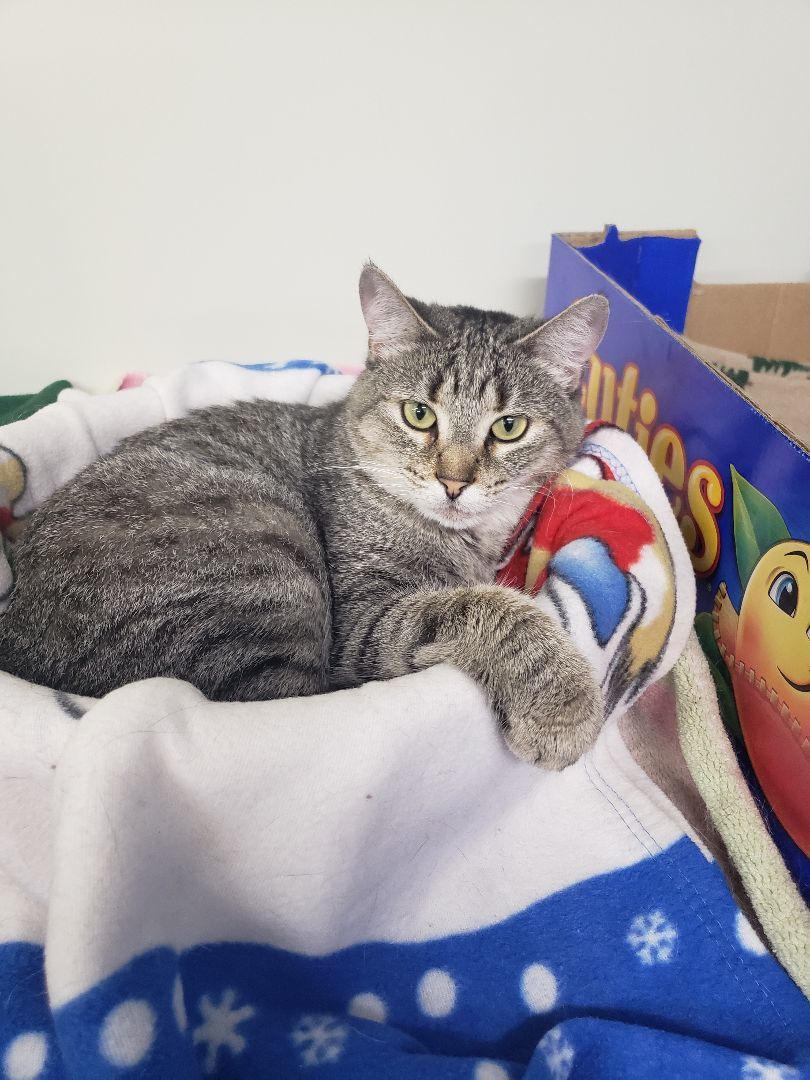 SHADOW, an adoptable Domestic Short Hair in Battle Creek, MI, 49017 | Photo Image 3