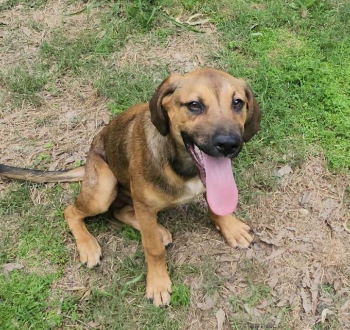 Gumbo, an adoptable Black Mouth Cur & Shepherd Mix in Secaucus, NJ_image-1