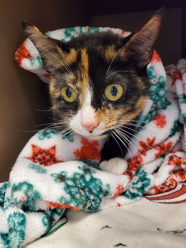 Artemis, an adoptable Calico in Blountville, TN_image-1