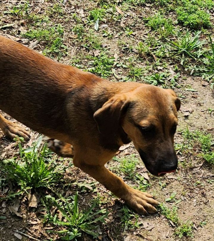 Gumbo, an adoptable Black Mouth Cur & Shepherd Mix in Lebanon, NH_image-3