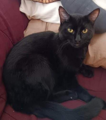 Lefty, an adoptable Domestic Short Hair in Salt Lake City, UT, 84117 | Photo Image 1