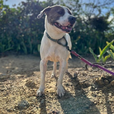 Yuco, an adoptable Mixed Breed in Vieques, PR, 00765 | Photo Image 3