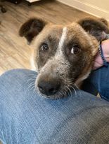 Franny, an adoptable Australian Cattle Dog / Blue Heeler Mix in Wantagh, NY_image-3