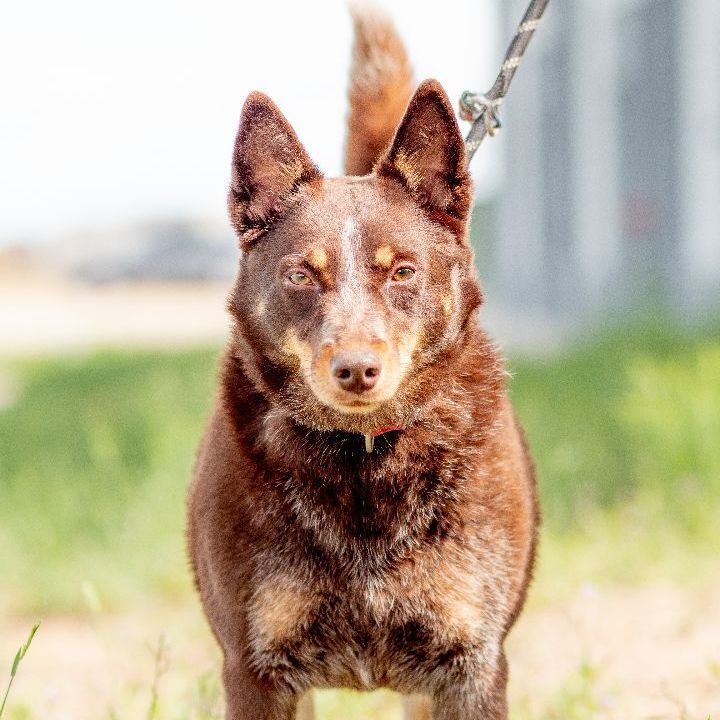 Lily- Dynamic Diva seeking a low-key home, an adoptable Cattle Dog & Australian Kelpie Mix in Frederick, CO_image-1