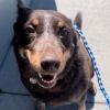 Lily- Dynamic Diva seeking a low-key home