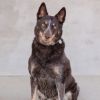 Lily- Dynamic Diva seeking a low-key home