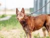 Lily- Dynamic Diva seeking a low-key home