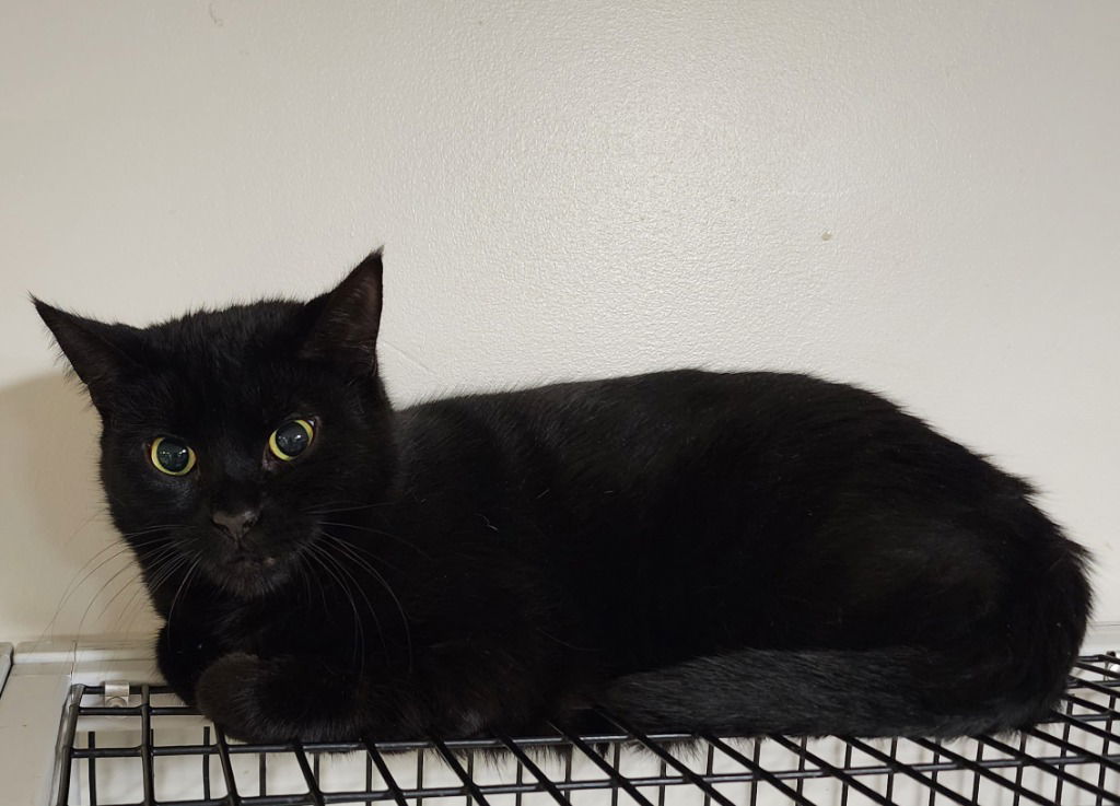 Mookie, an adoptable Domestic Short Hair in Rochester, NY, 14626 | Photo Image 1