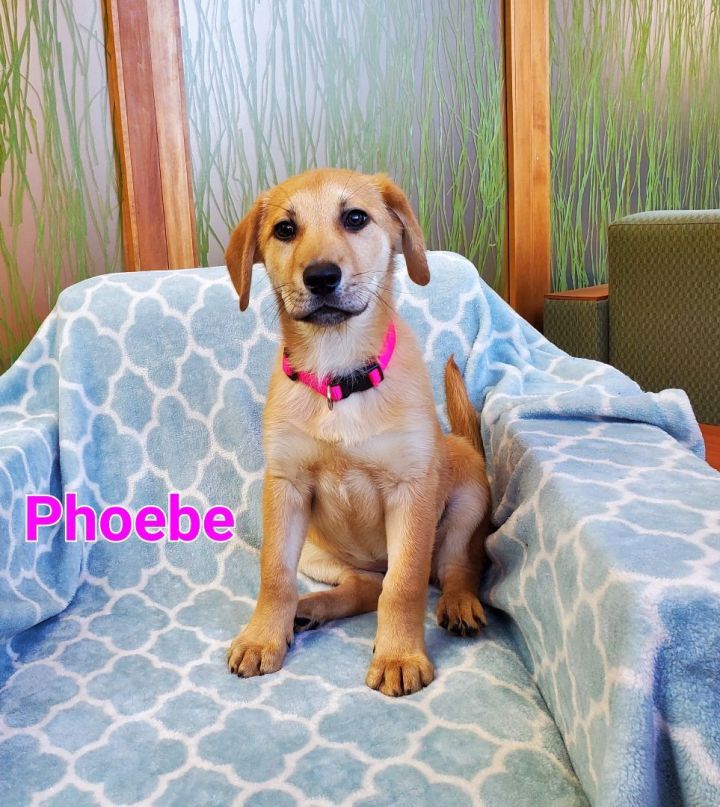 Phoebe, an adoptable Shepherd & Yellow Labrador Retriever Mix in Naperville, IL_image-2