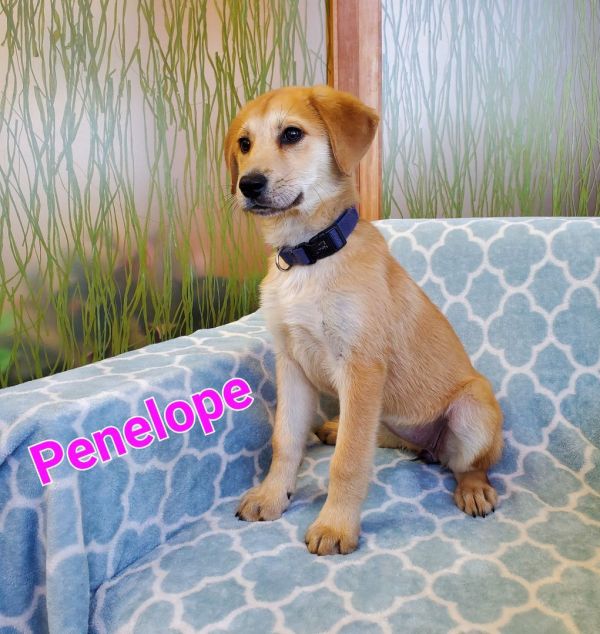 Penelope 