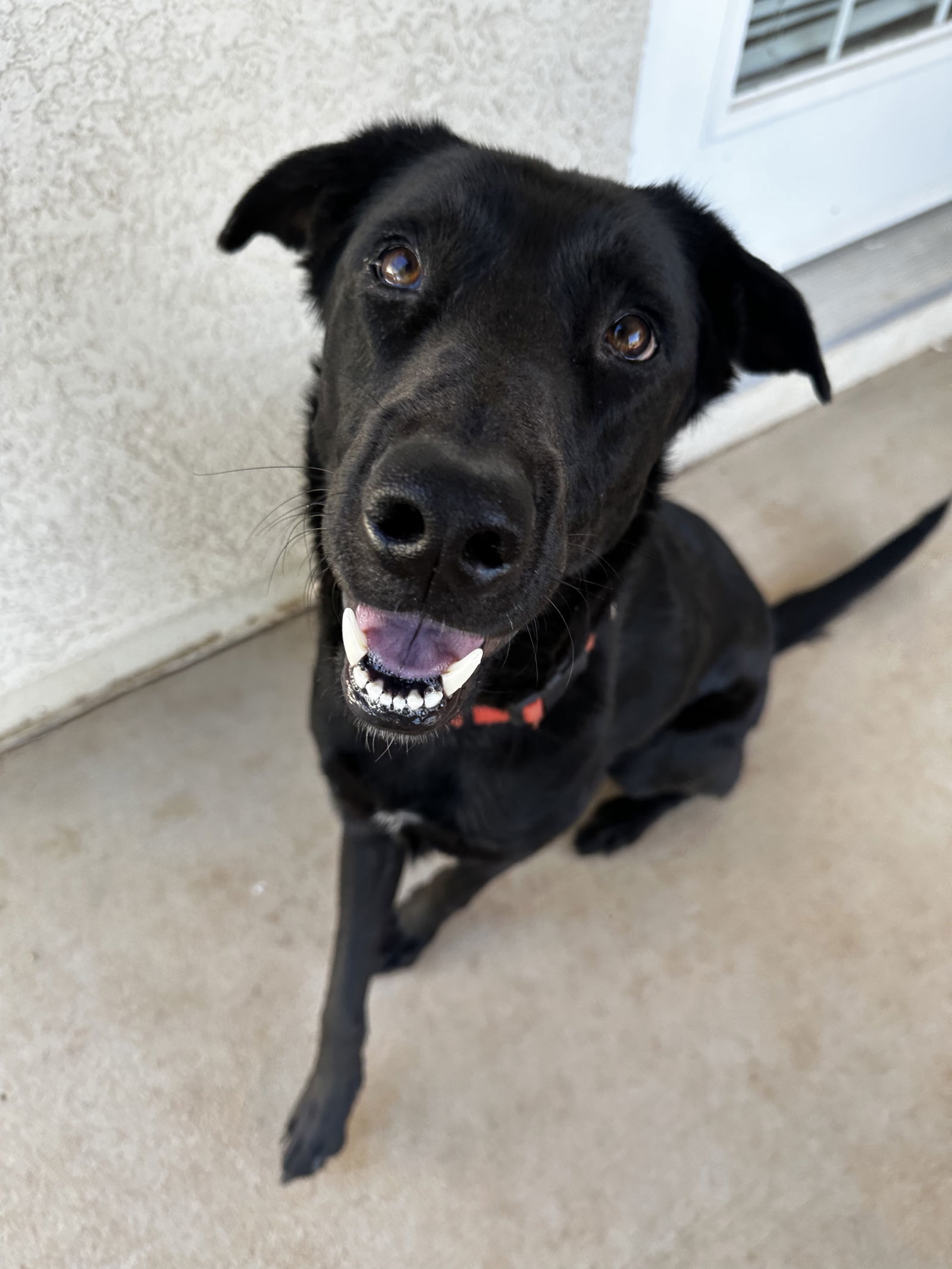 Dog for adoption - Jack, a Labrador Retriever in Glendale, AZ | Petfinder