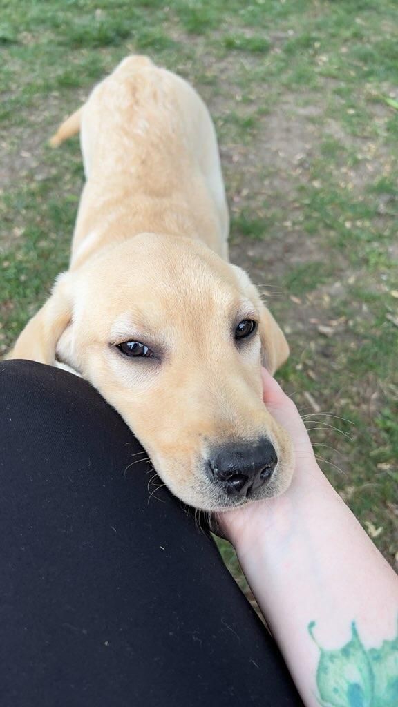 Laurel, an adoptable Yellow Labrador Retriever in Decatur, IL_image-4