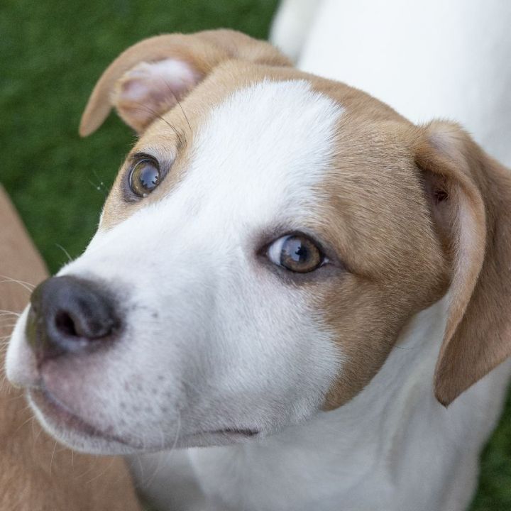 Will, an adoptable Hound & Pit Bull Terrier Mix in Naperville, IL_image-1