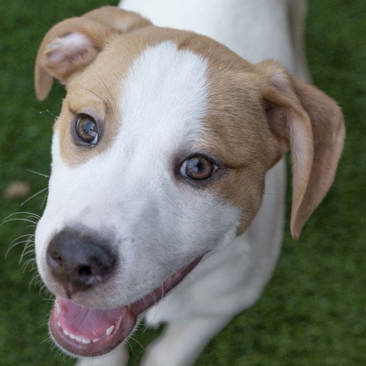 Will, an adoptable Hound & Pit Bull Terrier Mix in Naperville, IL_image-3