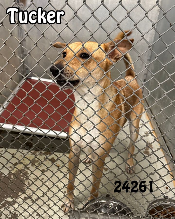 Dog for Adoption - Tucker, a Carolina Dog in Fentress County, TN