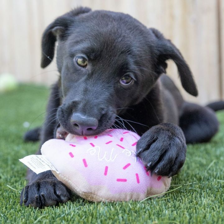 Lindsey, an adopted Shepherd & Labrador Retriever Mix in Naperville, IL_image-2